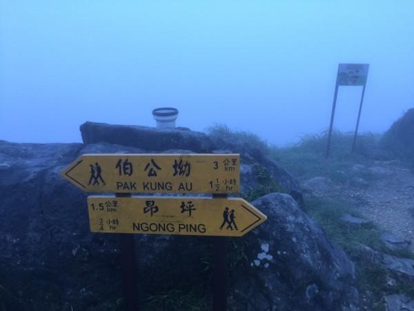救援小橘猫